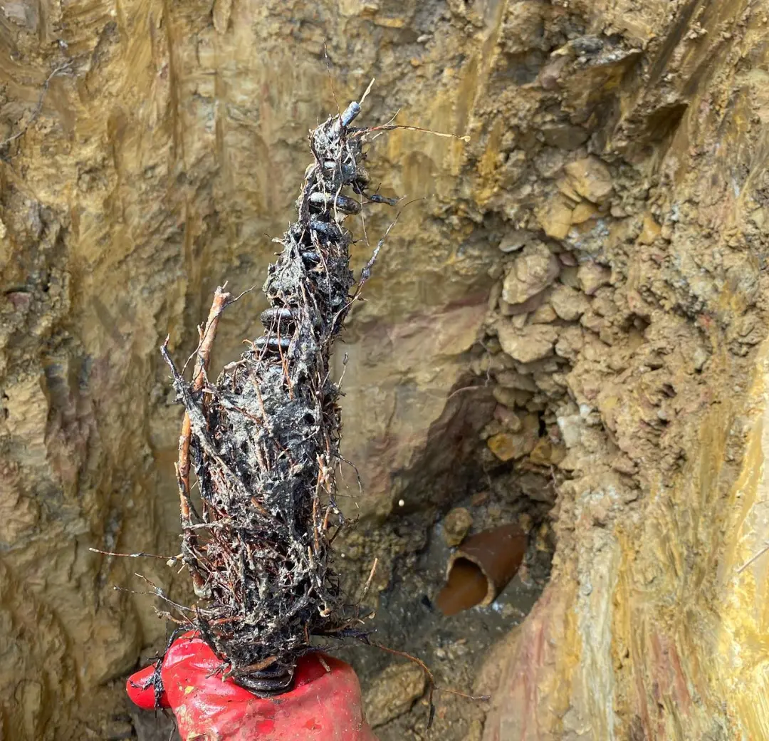 Tree roots pulled out of a blocked underground drain